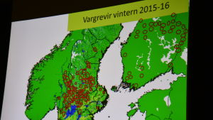 En karta visar var vargreviren fanns i vintras i Sverige och Finland. I Sverige är vargarna koncentrerade till de centrala delarna av landet. En presentation över vargreviren vintern 2015-16 i Sverige och Finland. En del av Olof Libergs presentation på Tenala bygdegård 4.10.2016.