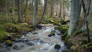 Nationalparker grundas utifrån var det finns värdefull natur – inte utifrån var det finns parkeringsplatser, säger parkchef Harri Karjalainen. Skogsbäck.