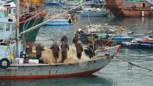 I Hongkong har en del yrkesfiskare börjat fiska med traditionella, ekologiskt hållbara metoder. Det anses inge hopp om en bättre framtid för haven. I Hongkong har en del yrkesfiskare börjat fiska med traditionella, ekologiskt hållbara metoder. Det anses inge hopp om en bättre framtid för haven.