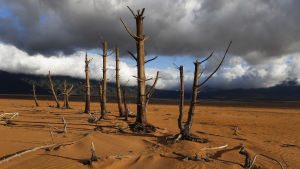 En av kapstadens vattenreservoarer, Theewatersklofdam, har torkat ut helt. De här trädstammarna är täckta av vatten när dammen är full Theewaterskloofdam i Sydafrika som har torkat ut