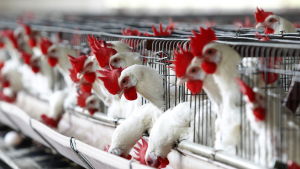 Problemet drabbar även bedövningen av fjäderfän som ska slaktas. En hönsfarm i Mexico