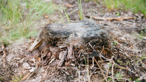 Det är Finlands naturskyddsförbund, Birdlife Suomi, Luonto-Liitto, Greenpeace och Natur och Miljö som står bakom initiativet att stoppa statliga kalavverkningar. kanto, Evo, 4.7.2018