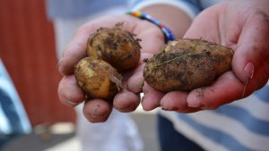 Det är precis nu du ska handla om du vill ha nypotatis. Ute i skärgården, i Nagu och i Houtskär, försöker nästan alla bönder ha potatisen skördad och slut till midsommar, berättar Eriksson. Två händer som håller i fyra små nypotatisar som ännu är jordiga och smutsiga med skalet på.