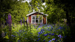 Kuppis koloniträdgård består av 57 lotter med små stugor. En liten röd stuga på en kolonilott med en äng med sommarblommor.