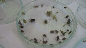 I en petriskål är det enklare att undersöka insekterna. En glasskål med insekter.
