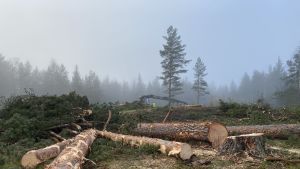 Det är oklart när trädfällningen fortsätter i Centralparken i Britas, uppger styrelseordförande för företaget Pirkkolan liikuntahalli Oy. Fällda träd som ligger på marken.