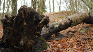 Träd som fallit i storm i november 2020. Bilden är från Hagen som utgör en del av Ramsholmens naturskyddsområde. Ett omkullfallet träd ligger på marken i en skogsdunge.