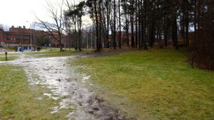 På tomten finns i dagens läge några leriga stigar och en dunge med tallträd. Tomten i kvarteret Kemisten som Teknologföreningen vill bygga ett nytt studentcenter på.