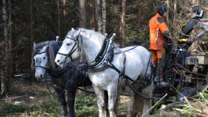 Två hästar drar ett lass med virke i en skog, en man står och håller i tyglarna.