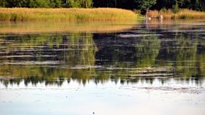 Vattenväxtlighet i närheten av Tvärminne zoologiska station i Hangö. Vatten omringat av vass. På ytan flyter sjögräs.