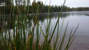 Kring Svedja finns områden som betecknas som speciellt värdefulla, men det är de inte enligt Raseborg. Svedja träsk i Karis