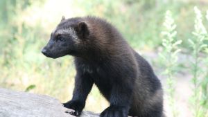 Järven är vanlig i Ryssland, men håller på att försvinna från Finland. En av Högholmens två järvar