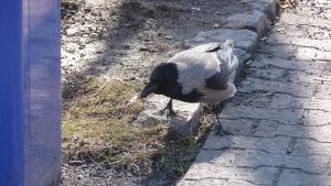 Kråkorna kommer åt skräpmat och kan fara illa. en fågel som letar efter mat