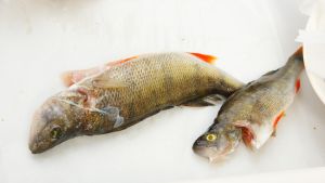 Abborren är efterfrågad men börjar vara sällsynt anser de västnyländska fiskarna.