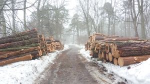 Att lämna stockar för att torka i skogen i längre perioder är ineffektivt, anser forskare. Timmertockar i Hagen