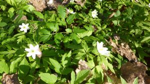 I Västnyland kan man njuta av allt från lummiga lundar till karga klippor. Vitsipporna blommar.