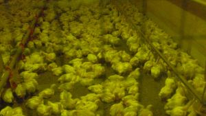 17 broilers per kvadratmeter ser du här - de här har det bättre ställt än kollegorna i många andra länder