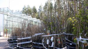 Företaget Puutarha Tahvoset är specialiserat på att driva upp krukplantor och på att sälja frukt- och prydnadsträd. Puutarha Tahvoset