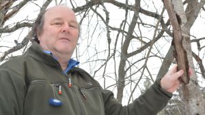 Anders Albrecht har upptäckt många nya insektarter under sina år som entomolog. Naturväktaren, forskaren Anders Albrecht säger att naturen klarar bra den sena våren.