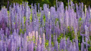 Lupinen är också en främmande art som sprider sig snabbt i vårt land, inte minst eftersom många gillar dess vackra blomning. Lupiner