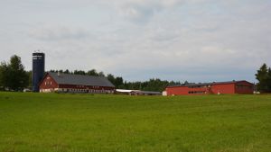 Anna Alm tror på ett slakteri i Västankvarn i Ingå. kvarn, västankvarn gård, västnylandVästankvarn gård