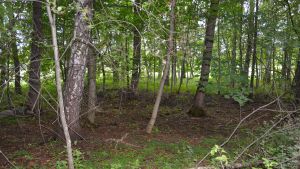 Lundskogar har en stor betydelse för skogsarternas livsmiljöer. 45 procent av de utrotningshotade arterna i de finländska skogarna håller till i lundskog. Spår av hus på Gåsör