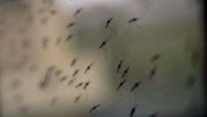 Myggor kan bli livsviktiga i kampen mot zikavirus, denguefeber och malaria. Malariamyggor på myggnät