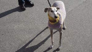 Rescue-päivässä vieraili myös kovia kokenut 10-vuotias Flaka-koira, joka on adoptoitu Espanjan Córdobasta. Flaka tarkoittaa espanjaksi laihaa, kertoi omistaja Pia Kailo. // Kuva: Ida Roivainen