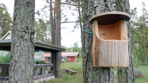 harmaasiepon pönttö