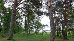 linnunpönttöjä metsässä