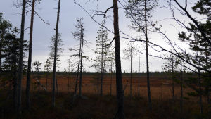 Näin upeaan maisemaan tulee erikoispönttönäyttely metsä- ja suomaisema Sodankylässä
