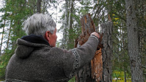 Ossi näyttää millaisesta pökkelöstä saa pesäkolon hömötiaiselle Ossi Pihajoki näyttää puupökkelöä