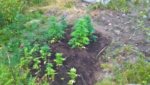 Cannabisplantor vid gränsen mellan S:t Karins och Pemar. Cannabisplantor vid gränsen mellan S:t Karins och Pemar.
