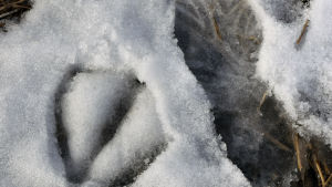 Svanens och människans avtryck sida vid sida. Spår av svan bredvid spår av en mänsklig fot.