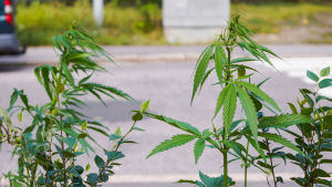– Trampa ihjäl hampaplantor om du ser sådana i naturen, lyder kriminalkommissarie Lasse Jortikkas råd. Cannabisplanta i Södra Haga.