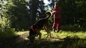 Hundarna kan springa fritt i den inhängnade parken. Illustrerande arkivbild. Hund och barn