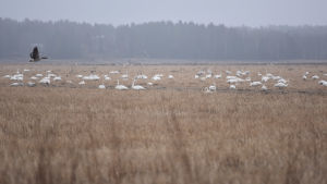 Gäss och svanar tar nu åkrarna i besittning. Där finns maten. Svanar vid Söderfjärden