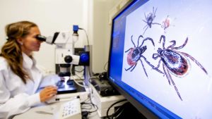 Forskarna hoppas att fästingarna ännu ska ge svar på de många frågor som finns kring fästingburna sjukdomar. Forskare studerar fästingar.