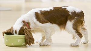 En hund mindre hund står på ett golv med nosen i en ljusgrön matskål.