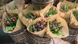 Kan du själv inte ge dina vänner blommor kanske blomsterbutiker kan göra det åt dig (arkivbild). Tulppaaneja kukkakaupassa. ( Plantagenissa)
