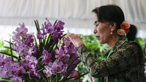 Aung San Suu Kyi beundrar en orkidé som döpts efter henne under ett besök i Singapore 1.12.2016 Aung San Suu Kyi beundrar en orkidé som döpts efter henne under ett besök i Singapore 1.12.2016