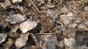 kuiviin lehtiin ja ruohoon maastoutunut sammakko