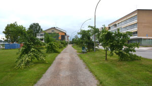 Förstörelse vid åstranden. Avbrutna almar på båda sidorna om grusgång. Framme och till höger höghus