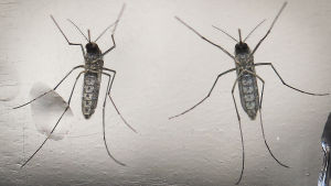 Väderförhållandena är för tillfället optimala för myggan Aeges aegypti-myggan som sprider zikavirus