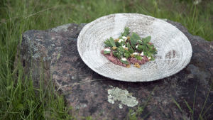 Lammtartar och kärleksört Lammtartar och kärleksört