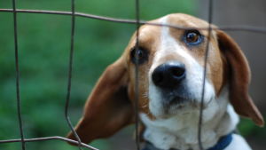 Ibland kan husdjur ge upphov till grannfejder. Hunden Rolle vakar över gamla arbetarbastun i Dalsbruk