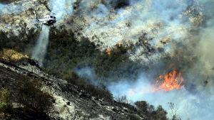 Helikopteri yrittää sammuttaa metsäpaloa Kaliforniassa.