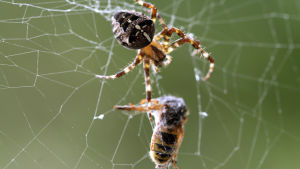 ampiainen hämähäkin verkossa