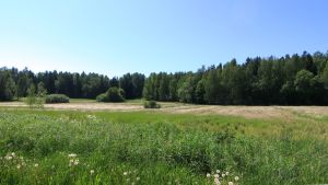 Björnen rörde sig i Gammelbackaskogen mellan Hammars och Uddas. En äng och skog i Hammars.