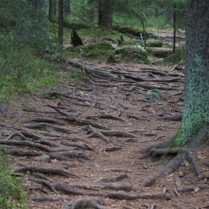 Puunjuuret kaipaavat talvella lunta suojakseen. Juurakkoinen metsäpolku